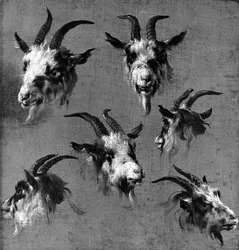 Six études de têtes de chèvre